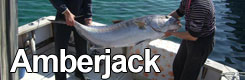Big Game Fishing Croatia - Amberjack